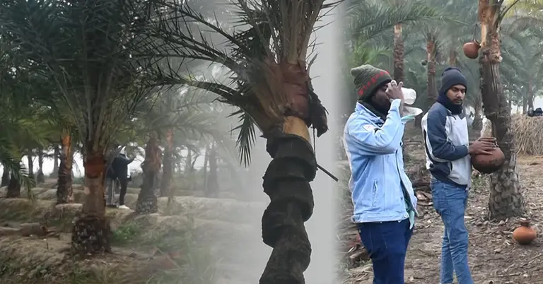 নিপাহ আতঙ্ক: ৩৫ জেলায় শনাক্ত